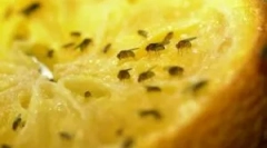 Способи позбутися від фруктів